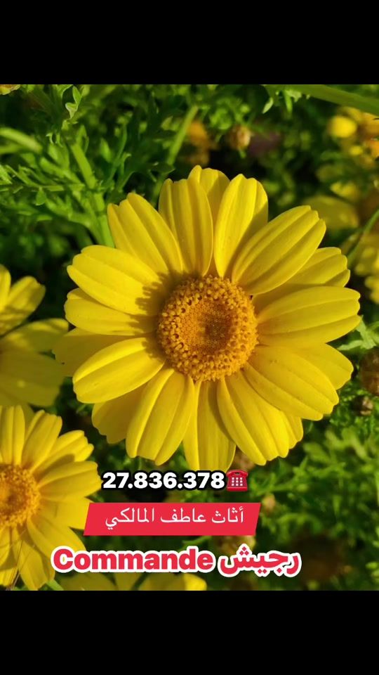 TikTok video thumbnail by meuble.atef.melki