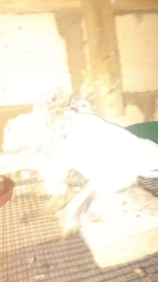 TikTok video thumbnail by hemedseif889
