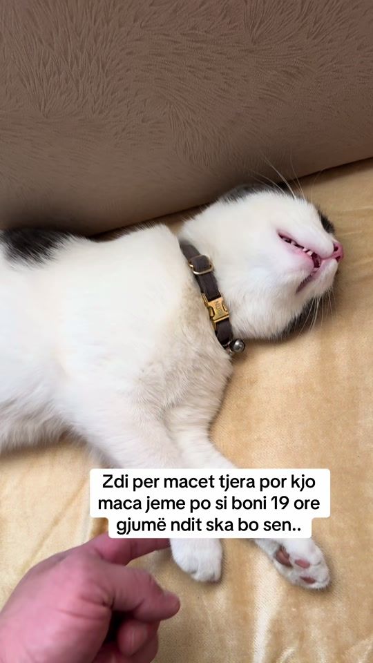 TikTok video thumbnail by velicc01