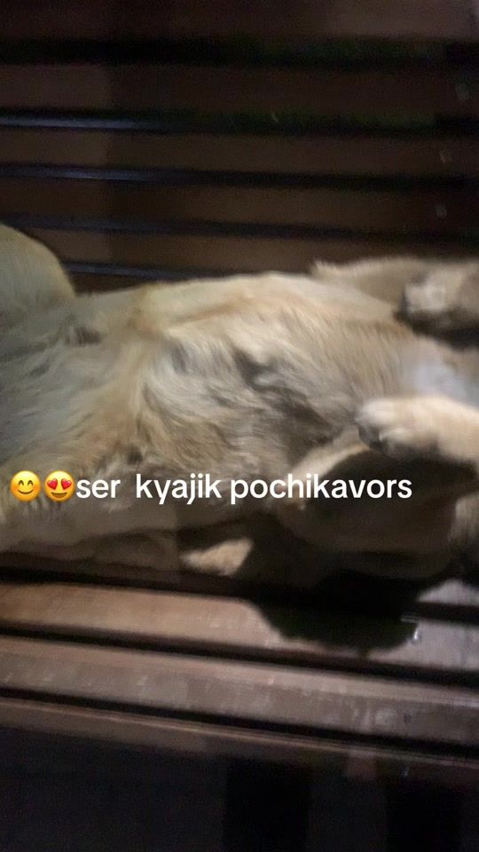 TikTok video thumbnail by usertiger8584