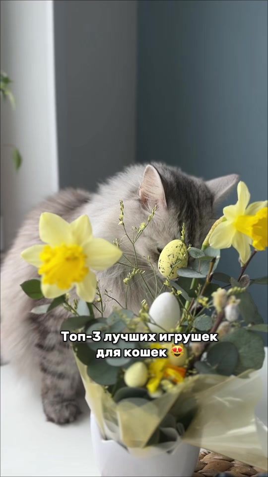 TikTok video thumbnail by kotobanditka