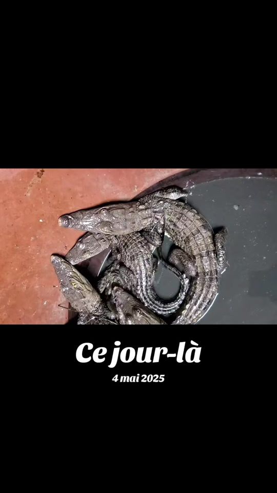 TikTok video thumbnail by afrique866