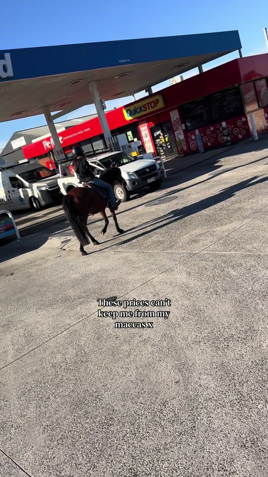 TikTok video thumbnail by thecrazy.geldings