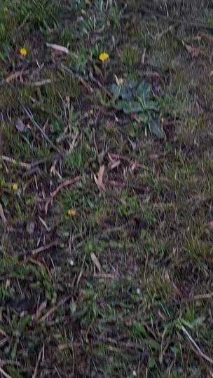 TikTok video thumbnail by rodionantonovici1