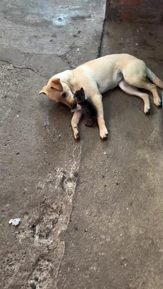 TikTok video thumbnail by misho_tbilisi