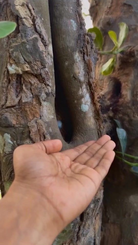 TikTok video thumbnail by kafledevendra55