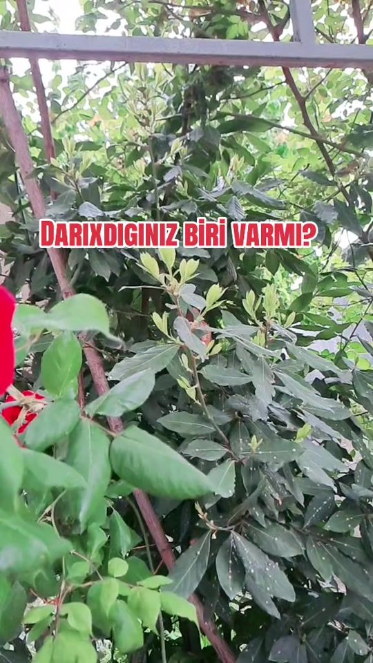 TikTok video thumbnail by by_kabus_0