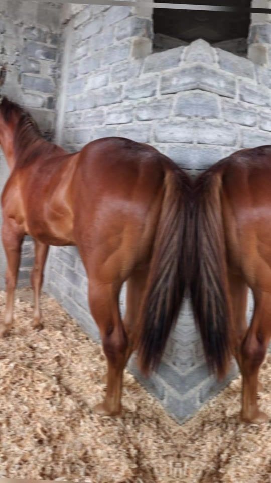 TikTok video thumbnail by evhorseszac