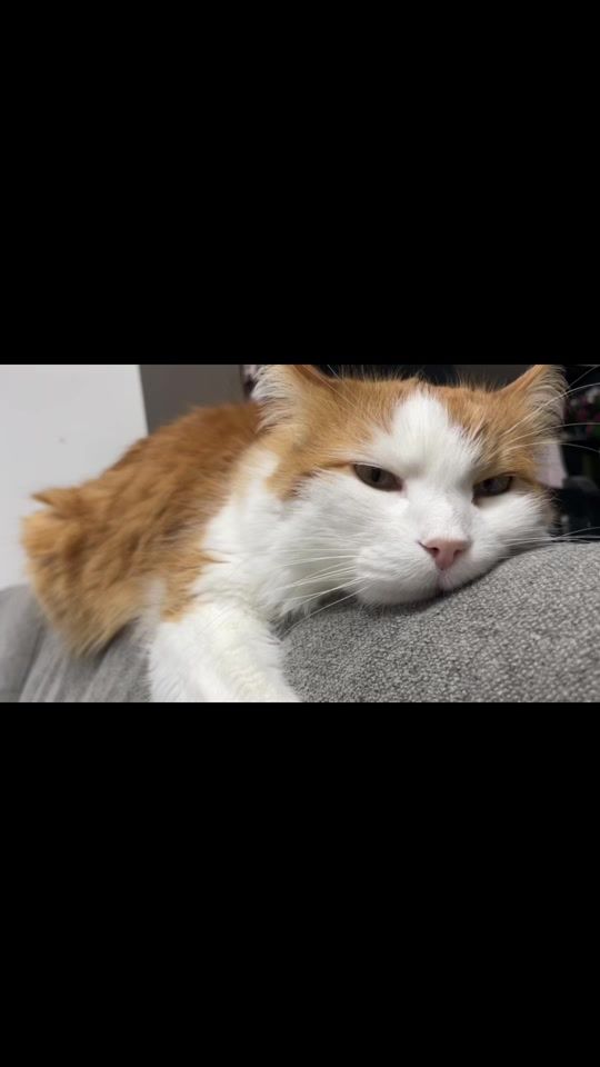 TikTok video thumbnail by _ailurophiless_