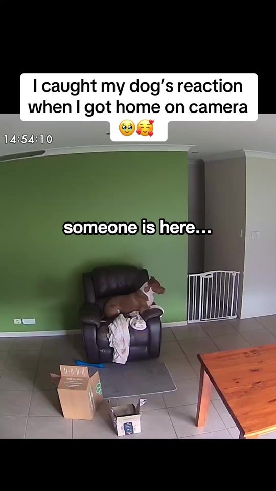 TikTok video thumbnail by amospearce