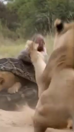 TikTok video thumbnail by hamzasaidi182