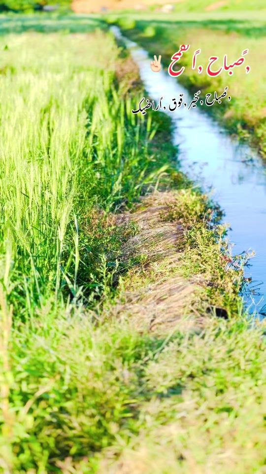 TikTok video thumbnail by falafel552