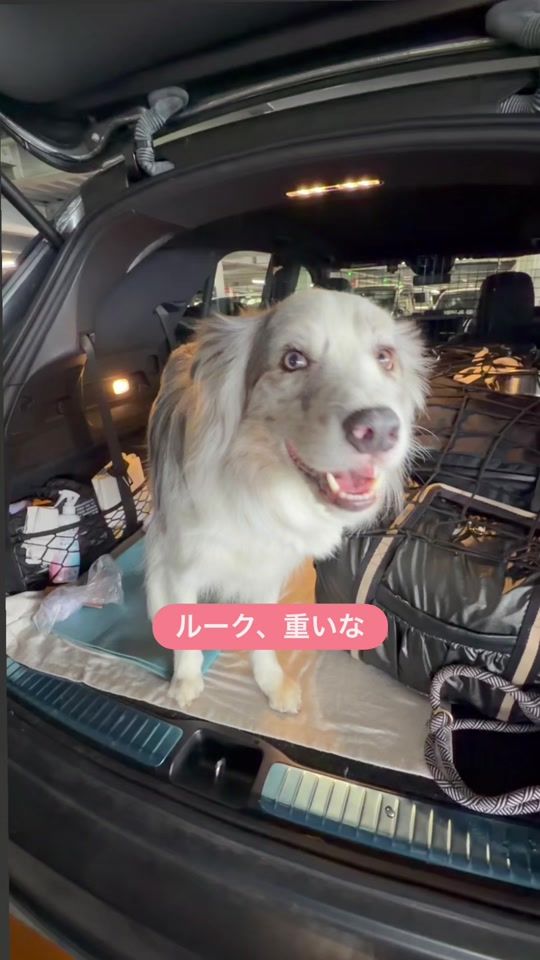 TikTok video thumbnail by luke_smbc
