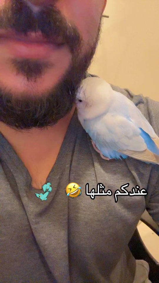 TikTok video thumbnail by ali.khader1407