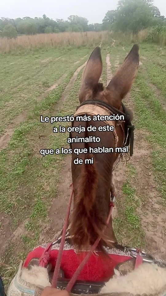 TikTok video thumbnail by hector.cabral74