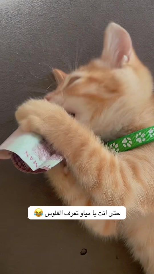 TikTok video thumbnail by user6866047810070