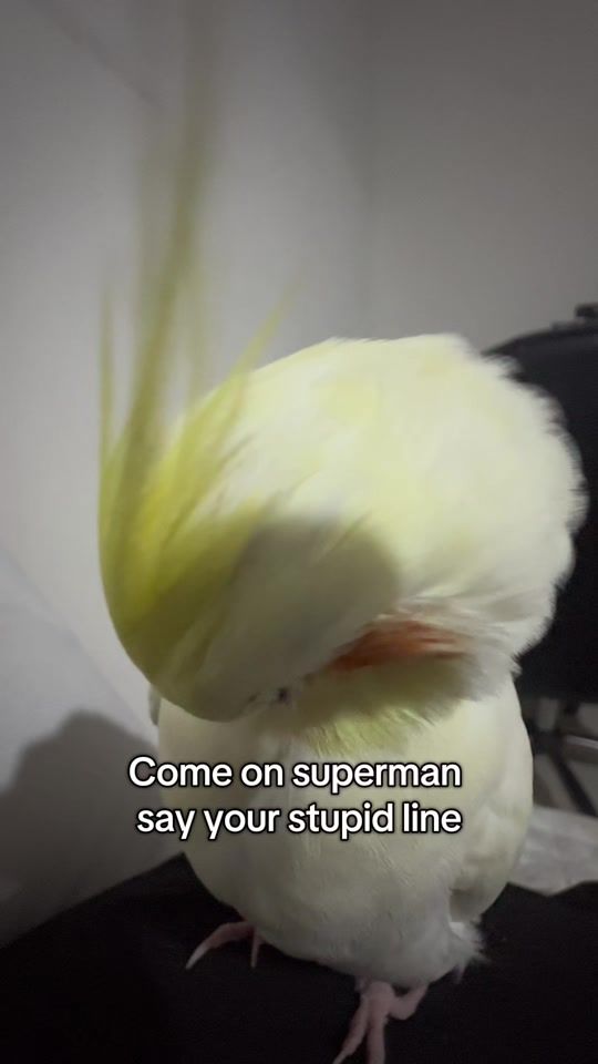 TikTok video thumbnail by maniadebicho_