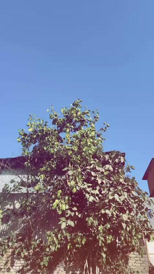 TikTok video thumbnail by maya_lama22