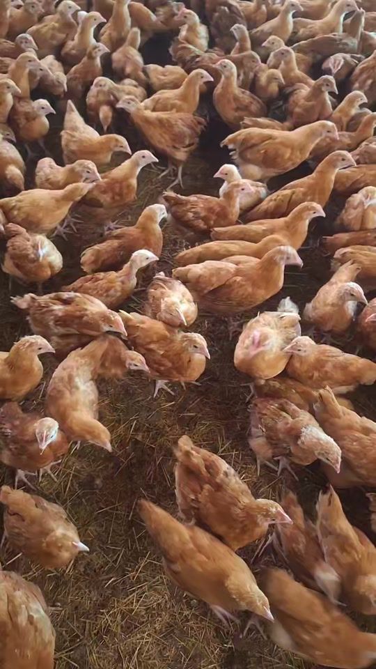 TikTok video thumbnail by abdisirajfarms