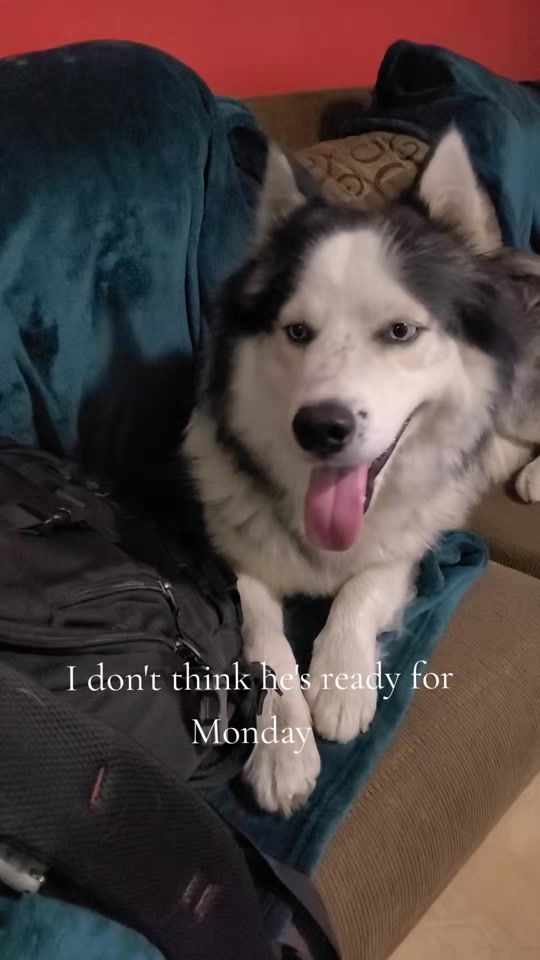 TikTok video thumbnail by prettyred_wolf