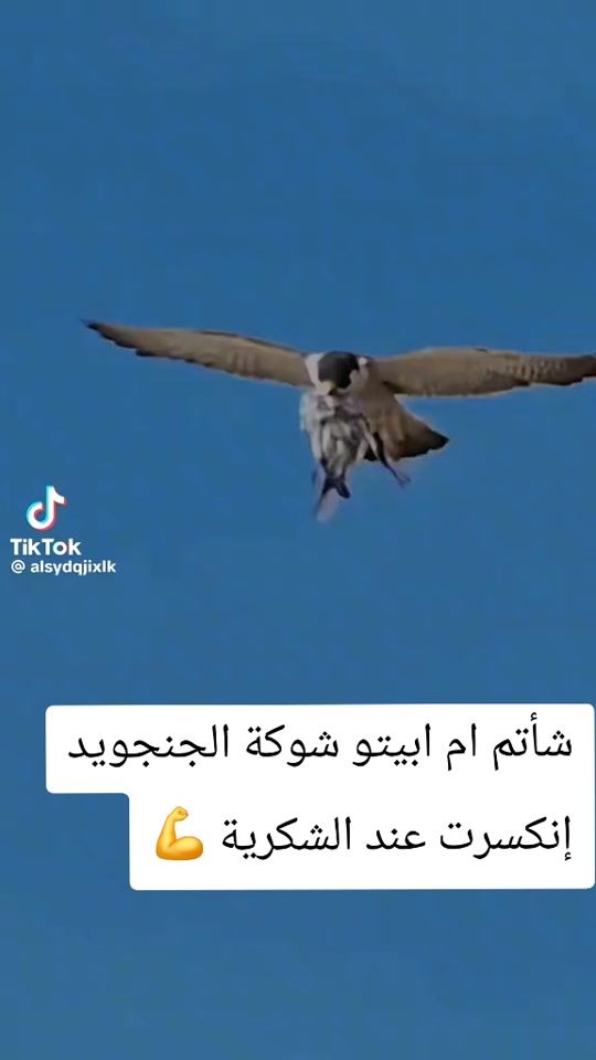 TikTok video thumbnail by .616788