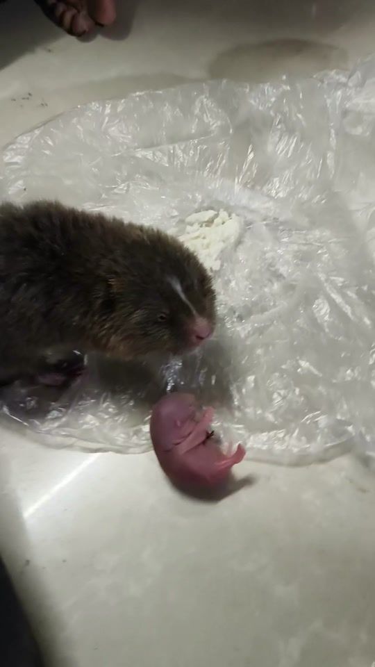 TikTok video thumbnail by valintaomlt