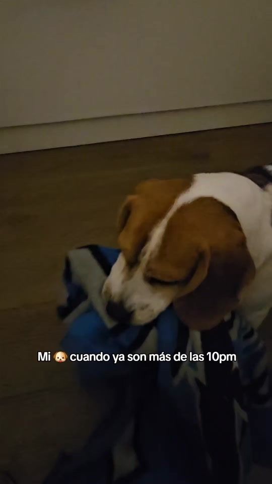 TikTok video thumbnail by curioseandoconkai