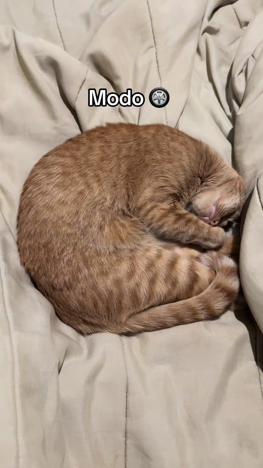 TikTok video thumbnail by elgatodelvecino_