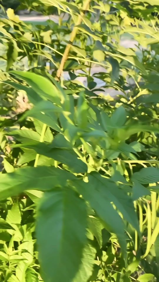 TikTok video thumbnail by kaniz_fatima990
