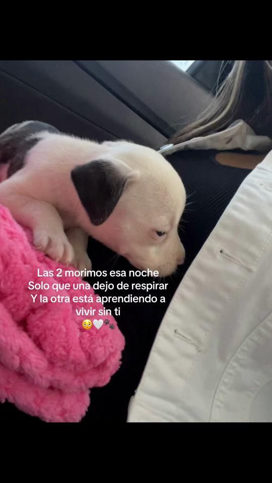 TikTok video thumbnail by yane_g28