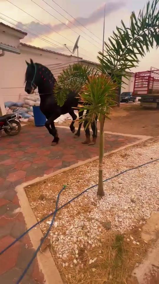 TikTok video thumbnail by david.padilla159