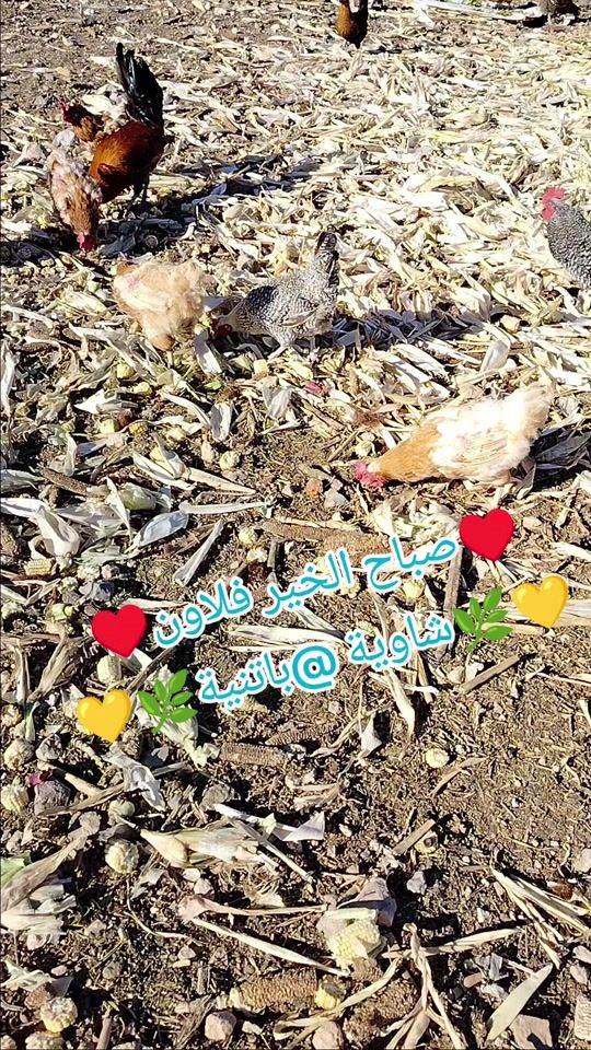 TikTok video thumbnail by chawia_05_05