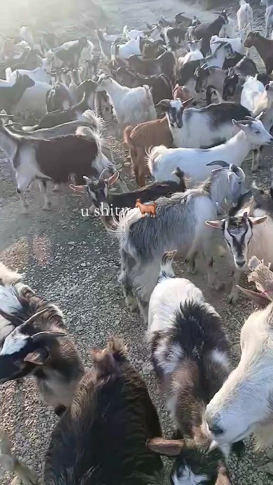 TikTok video thumbnail by ferma617