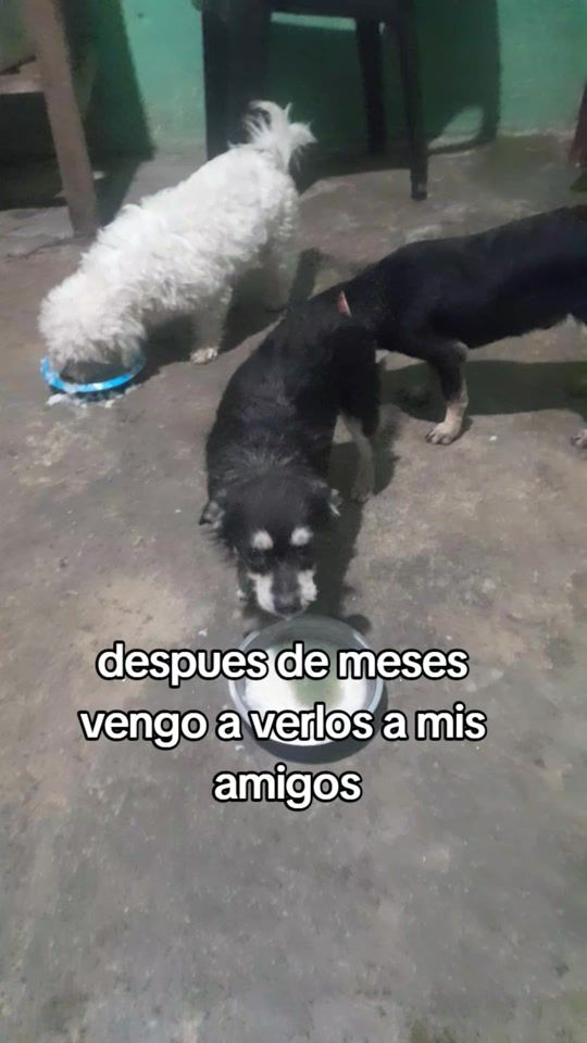 TikTok video thumbnail by dogmisamigos