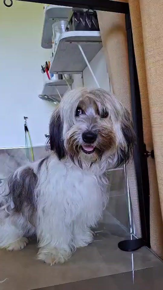 TikTok video thumbnail by missgroomer_s