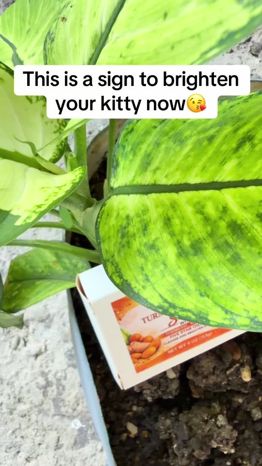 TikTok video thumbnail by __beauti__drip__