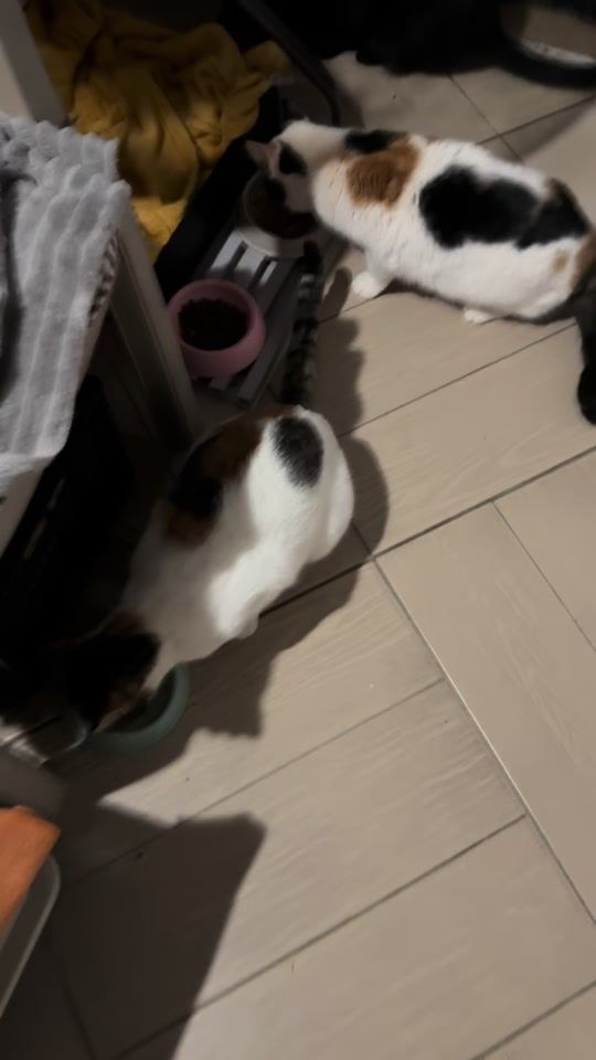 TikTok video thumbnail by mother.of.hunter
