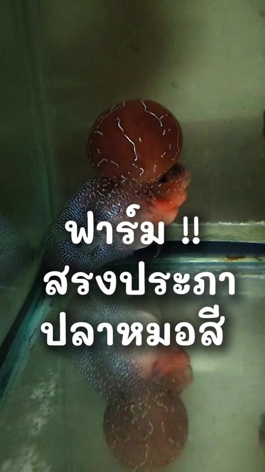 TikTok video thumbnail by patcha89.88