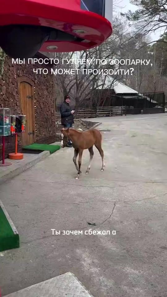 TikTok video thumbnail by drujumvmeste