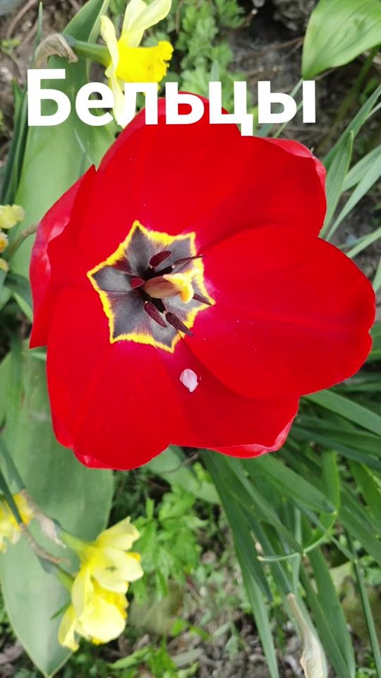 TikTok video thumbnail by serghei99df