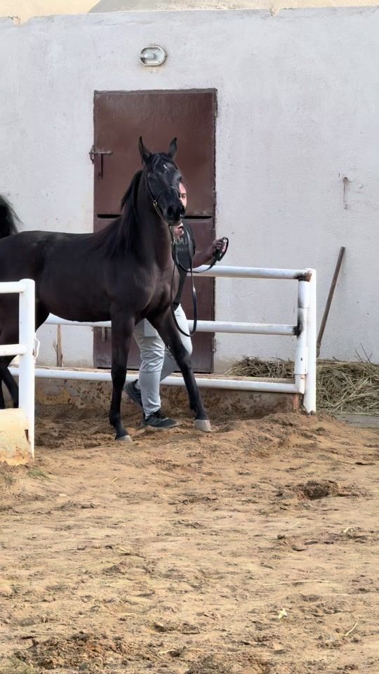 TikTok video thumbnail by horse_tent