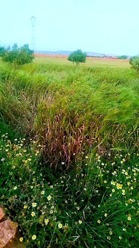 TikTok video thumbnail by ayoubabdi37