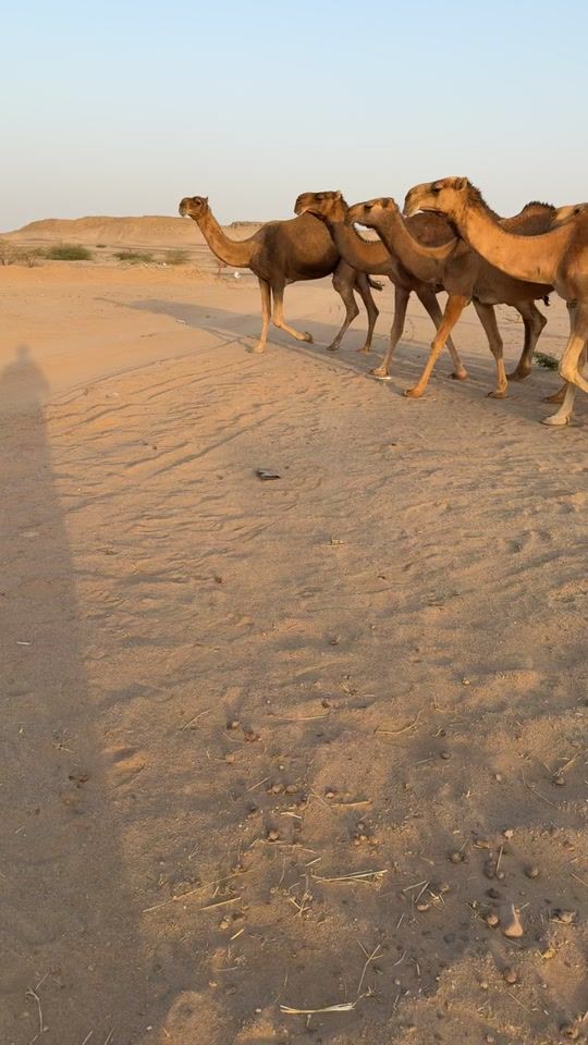 TikTok video thumbnail by abo7ala1