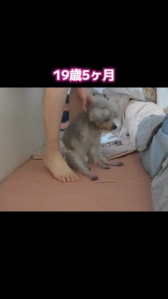 TikTok video thumbnail by hitomi92391