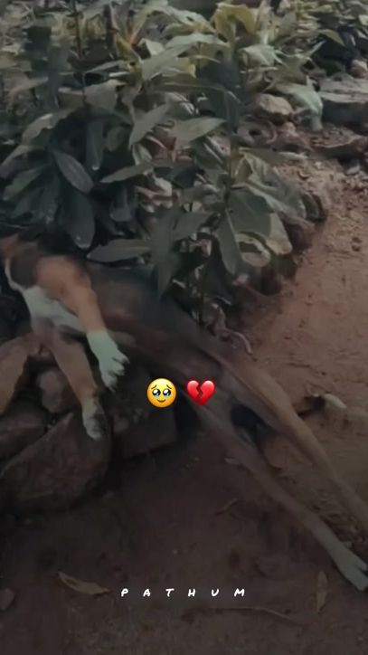TikTok video thumbnail by mr_pathum.lk_2