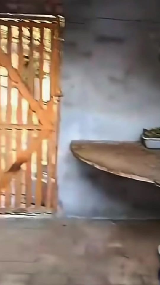 TikTok video thumbnail by sweet_donkey_32