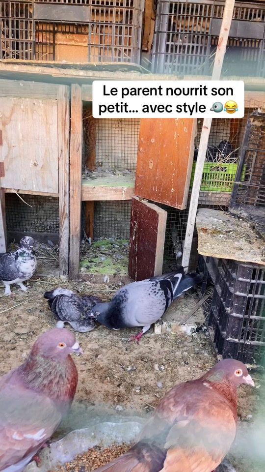 TikTok video thumbnail by tij0060