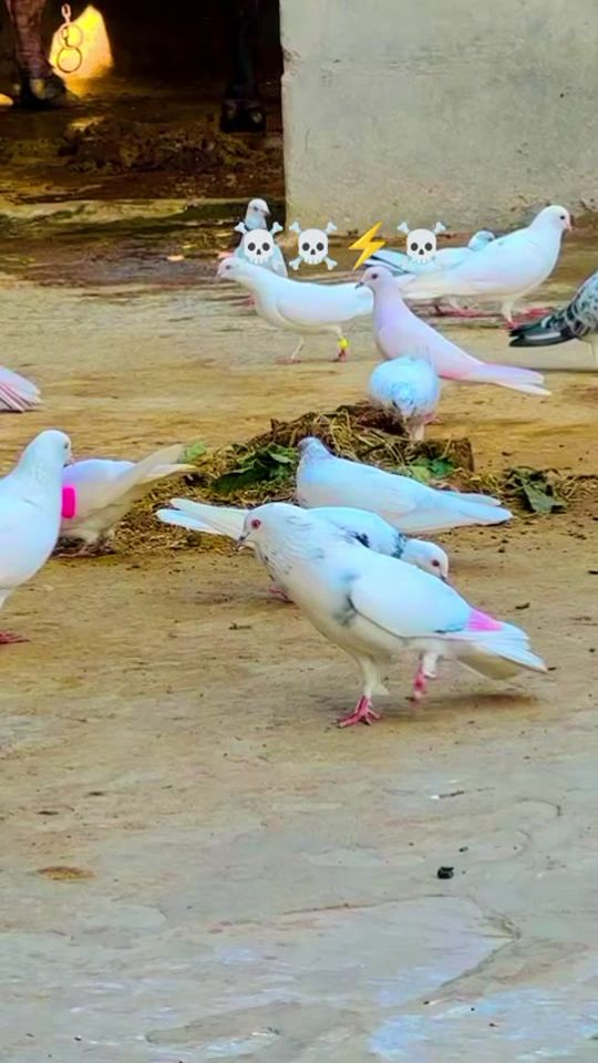 TikTok video thumbnail by asghar.305