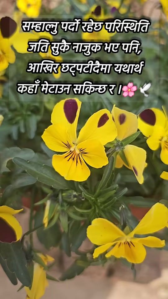 TikTok video thumbnail by subas_bhattarai