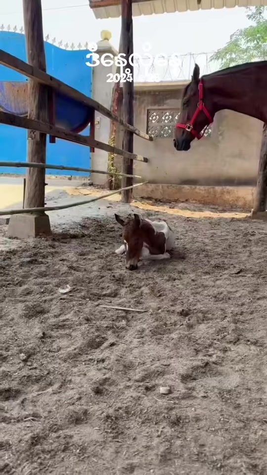 TikTok video thumbnail by ko.myat12
